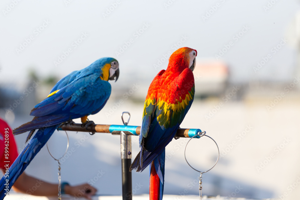 Obraz premium Close up of colorful scarlet macaw parrot pet perch on roost branch with blue clear sky background