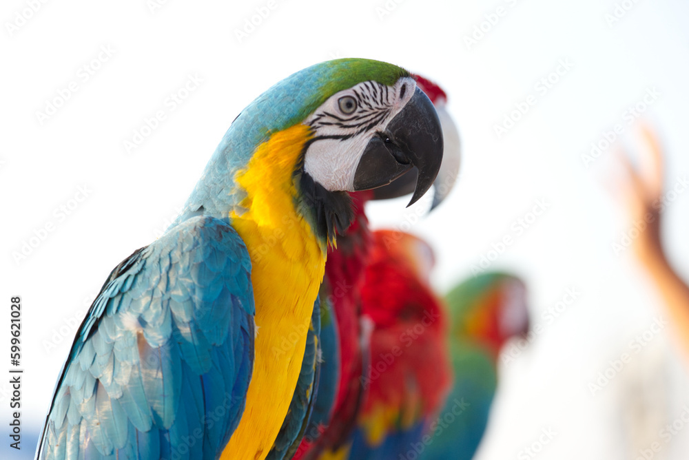 Obraz premium Close up of colorful blue macaw parrot pet perch on roost branch with blue clear sky background