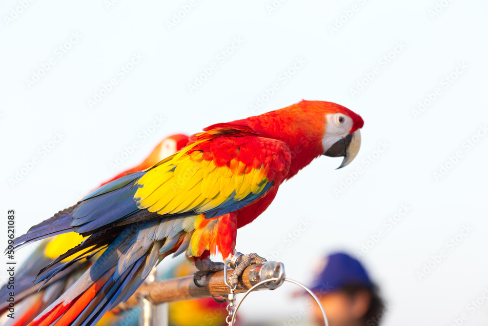 Close up of colorful scarlet macaw parrot pet perch on roost branch with blue clear sky background