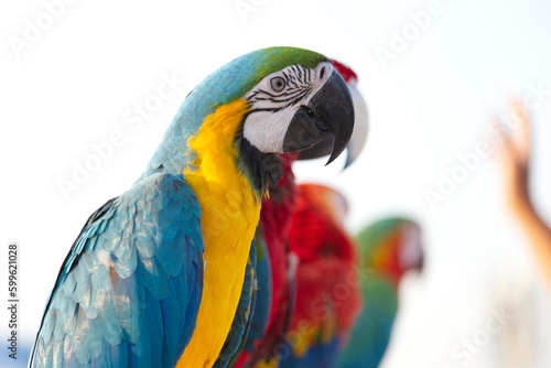 Close up of colorful blue macaw parrot pet perch on roost branch with blue clear sky background