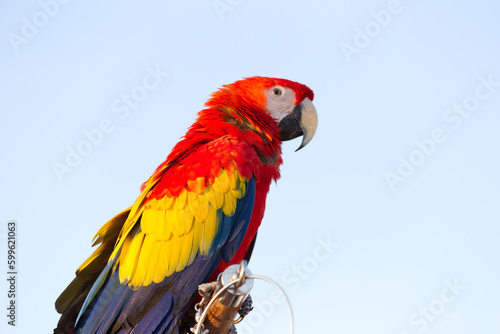 Close up of colorful scarlet macaw parrot pet perch on roost branch with blue clear sky background