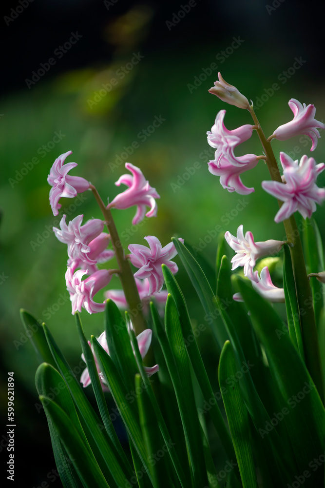 Fototapeta premium The bee carries honey. Honey flower. Early spring pink honey plant.Pink hyacinth in the garden. Blossoming flower.