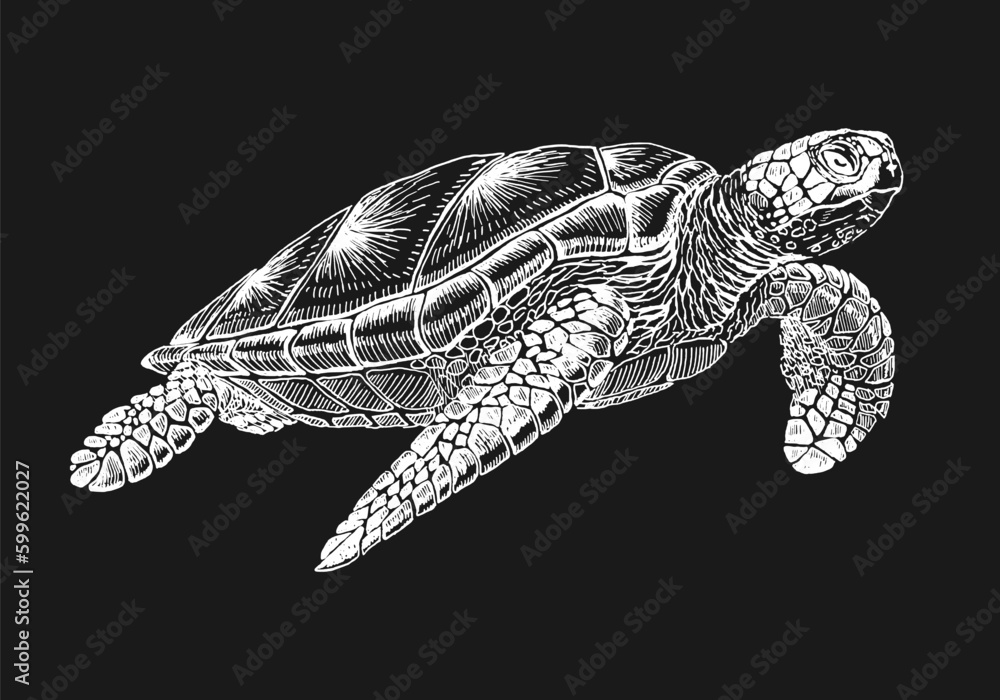 Obraz premium Sea turtle. Hand drawn illustration converted to vector. Vector with animal underwater.