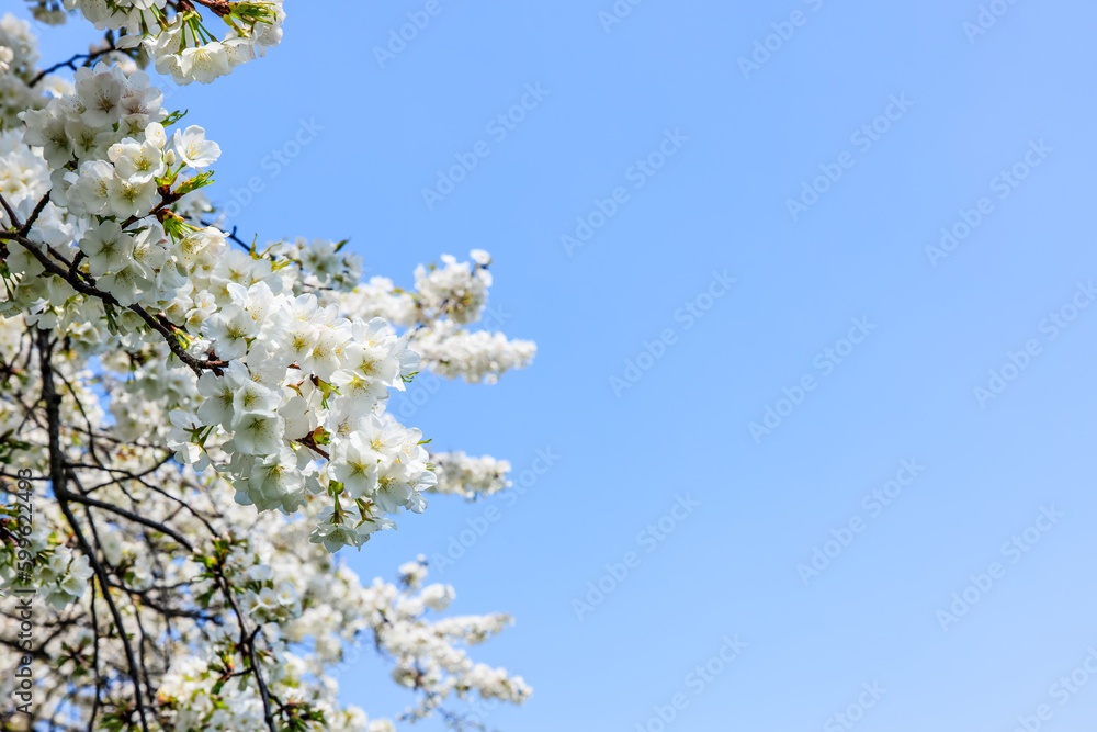 White cherry blossoms and blue sky background