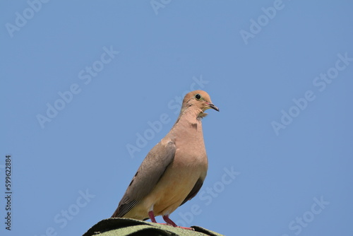 Mourning Dove on a rooftop