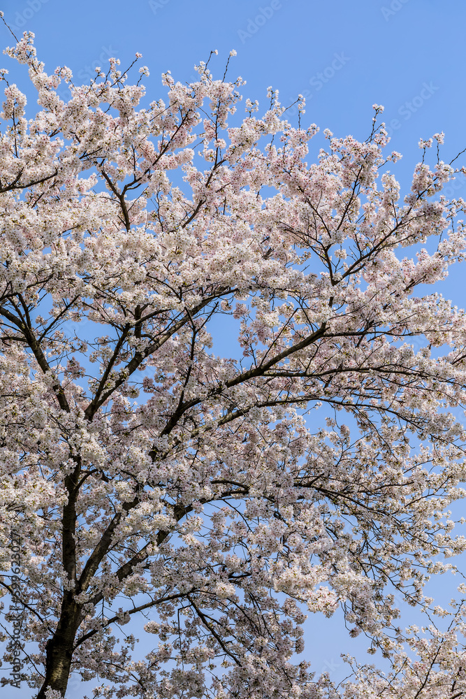 landscape of the cherry blossom. Cherry blossoms bloom in the spring season.