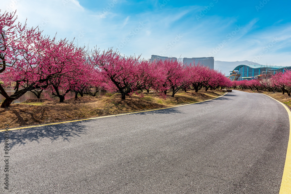 Asphalt road and plum flower tree landscape Asphalt road and plum flower tree landscape