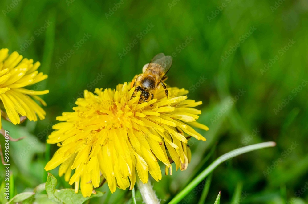 Bee pollinates a yellow dandelion. Bee pollinates a yellow dandelion.