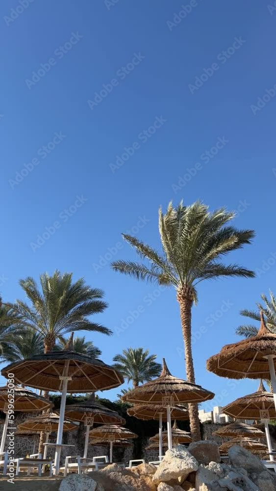 Tropical Palm Trees Swaying in the Wind and Beautiful summer beach with straw umbrellas and sun beds, Blue Sky Background. Bottom view shoot. Tropical Palm Trees Swaying in the Wind and Beautiful summer beach with straw umbrellas and sun beds, Blue Sky Background. Bottom view shoot.