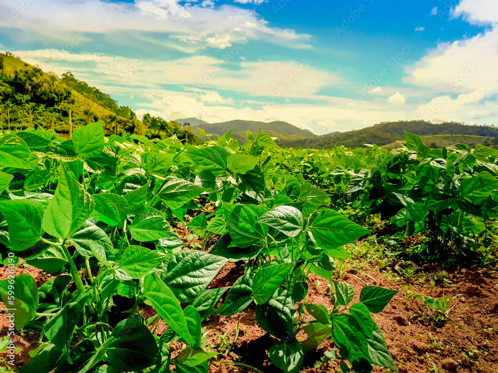 closed up bean plantation in rural area on a sunny day closed up bean plantation in rural area on a sunny day
