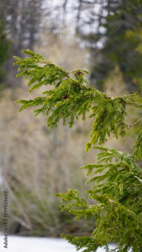 Choinka świerk drzewo