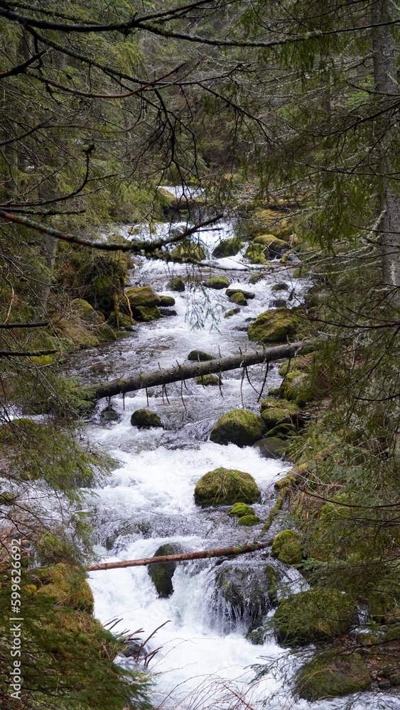Potok górski, zakopane, tatry, tatrzański park narodowy Potok górski, zakopane, tatry, tatrzański park narodowy
