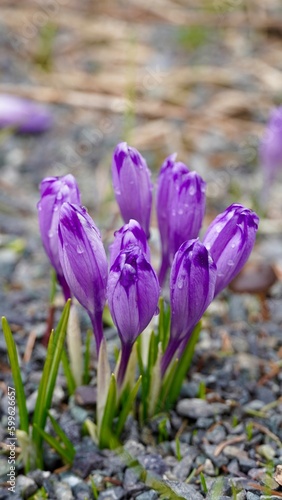Fioletowe krokusy kwiaty ro  liny w parku narodowym