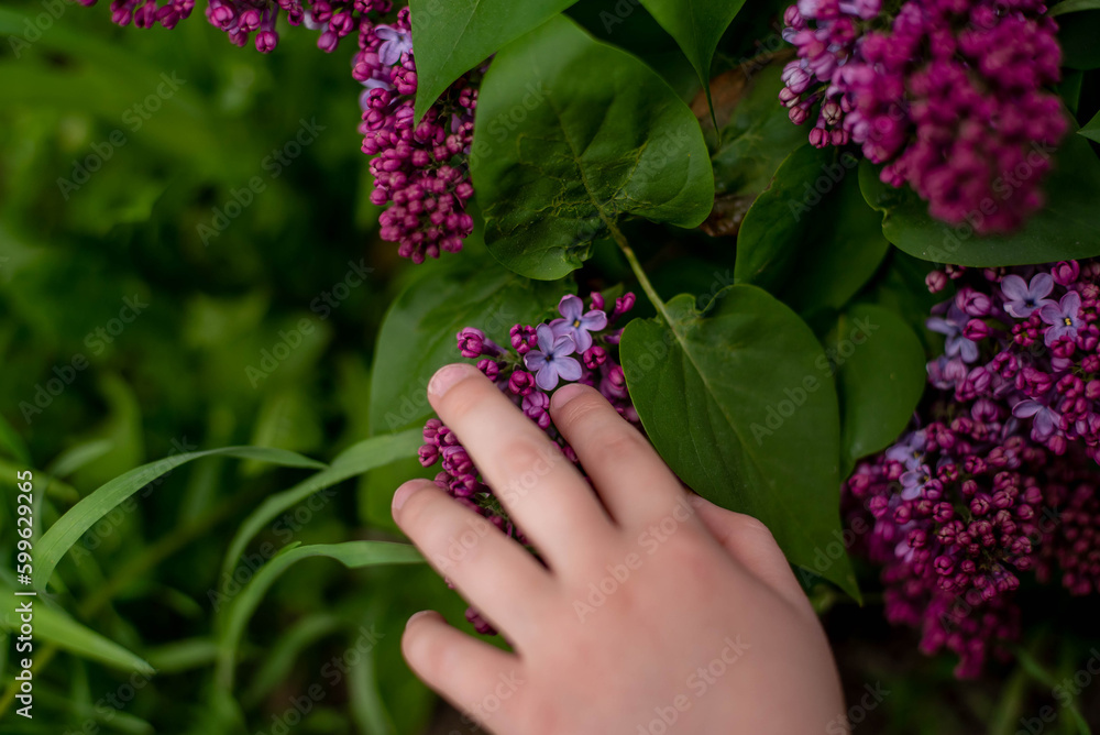 The child's hand shows a lilac flower with five petals. The child's hand shows a lilac flower with five petals.