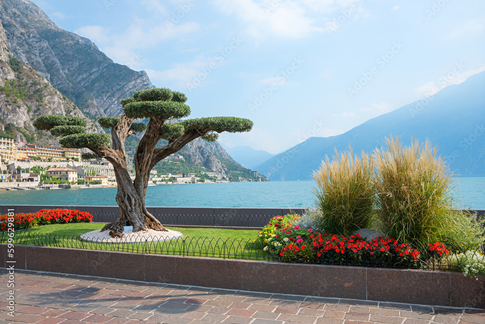 lakeside promenade Limone sul Garda, with pine tree and red begonias ...