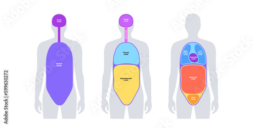 Body cavities poster