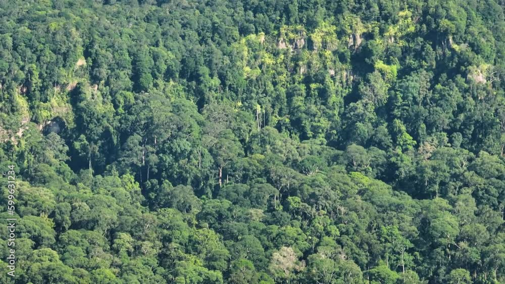 Jungle and rainforest in Malaysia. Borneo. Jungle and rainforest in Malaysia. Borneo.
