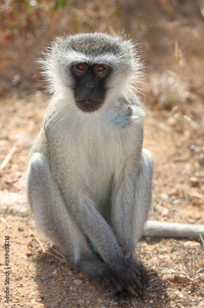 Grüne Meerkatze / Vervet monkey / Cercopithecus aethiops ..