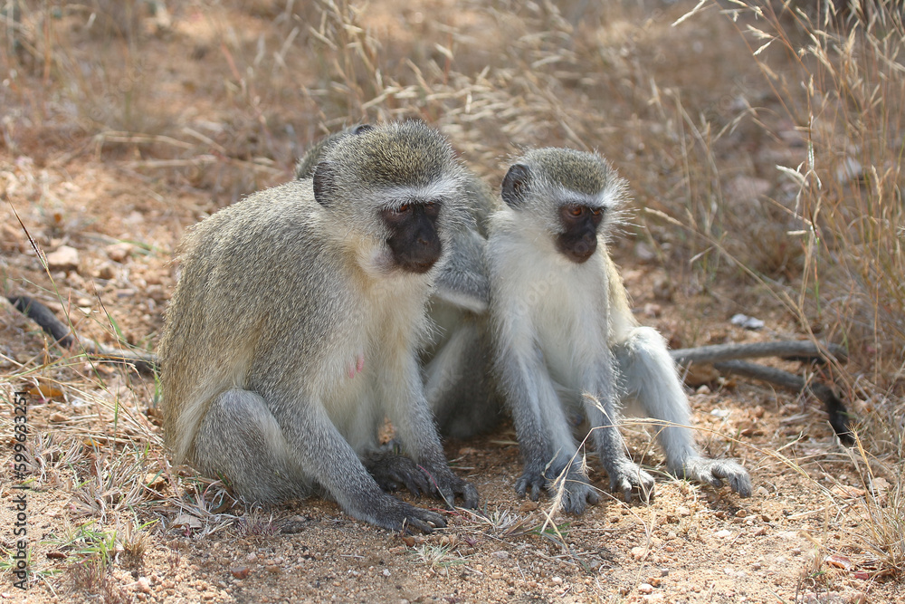 Grüne Meerkatze / Vervet monkey / Cercopithecus aethiops ..