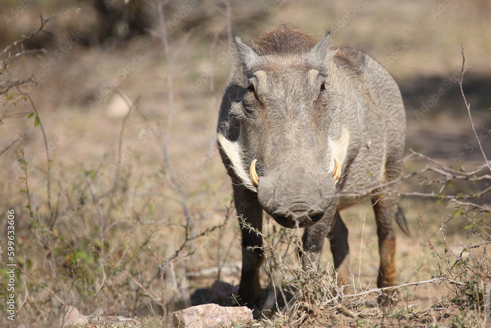 Warzenschwein / Warthog / Phacochoerus africanus Warzenschwein / Warthog / Phacochoerus africanus