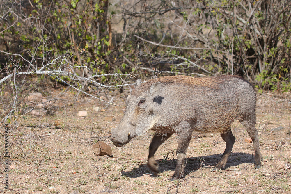Warzenschwein / Warthog / Phacochoerus africanus Warzenschwein / Warthog / Phacochoerus africanus