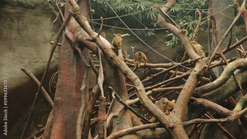 Monkeys play on tree, an island with waterfall, river, moat. group Monkeys play on tree, an island with waterfall, river, moat. group