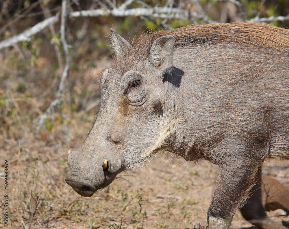 Warzenschwein / Warthog / Phacochoerus africanus Warzenschwein / Warthog / Phacochoerus africanus