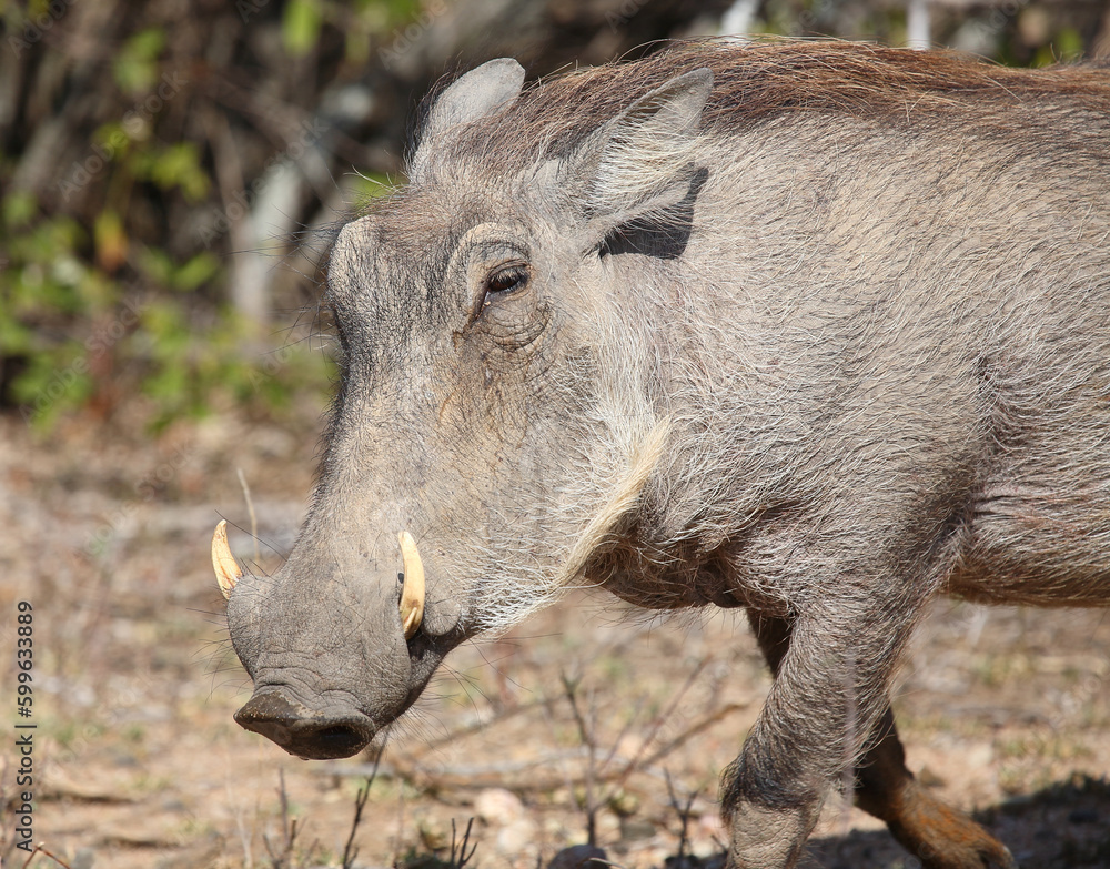 Warzenschwein / Warthog / Phacochoerus africanus Warzenschwein / Warthog / Phacochoerus africanus