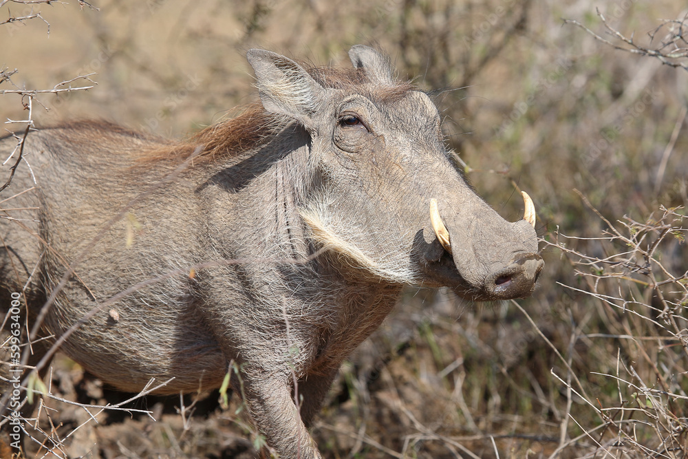 Fototapeta premium Warzenschwein / Warthog / Phacochoerus africanus