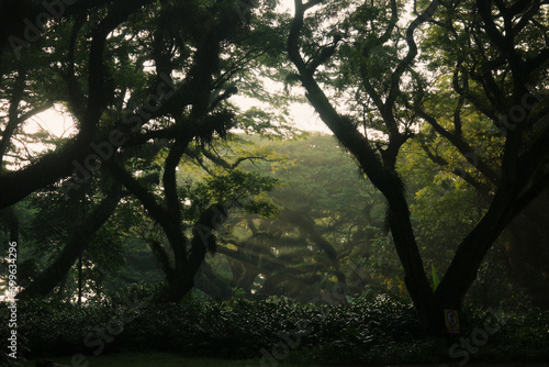 Beautiful trembesi tree, early morning, with a natural blur background.