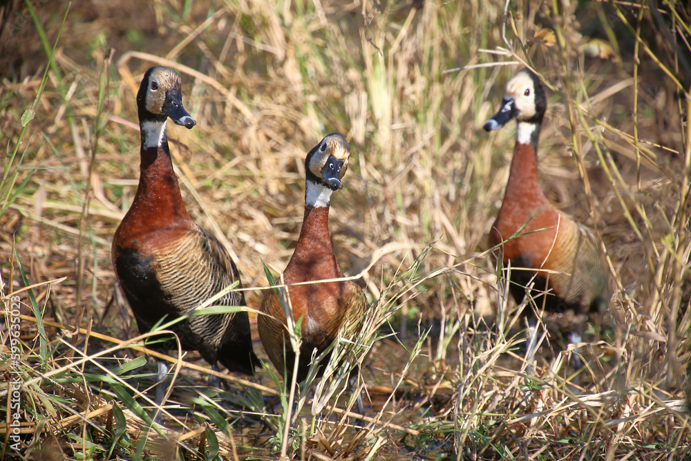 Witwenpfeifgans / White-faced duck / Dendrocygna viduata. Witwenpfeifgans / White-faced duck / Dendrocygna viduata.