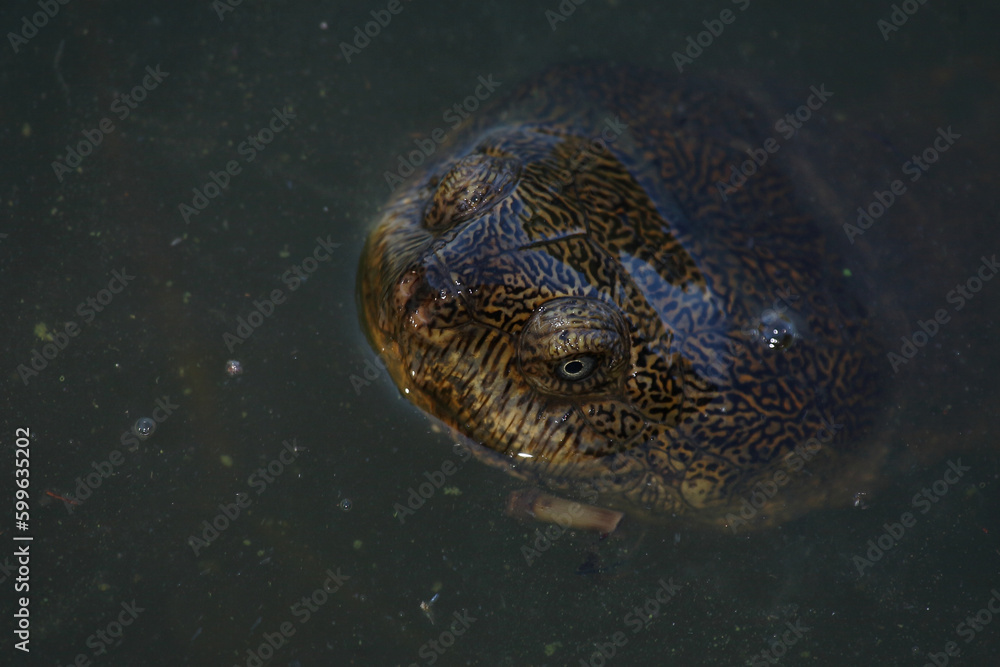 Obraz premium Starrbrust-Pelomeduse / Marsh or Helmeted turtle / Pelomedusa subrufa