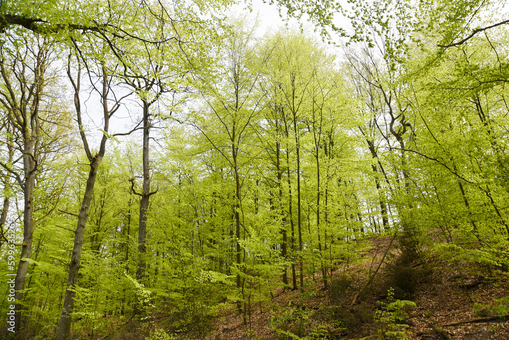 Obraz premium Beautiful spring deciduous forest, deciduous forest texture.