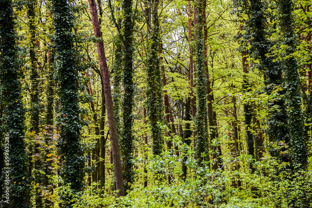 Beautiful spring deciduous forest, deciduous forest texture. Beautiful spring deciduous forest, deciduous forest texture.