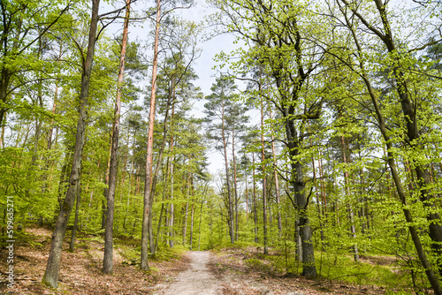 Beautiful spring deciduous forest  deciduous forest texture.