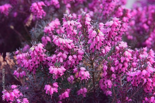 Pink flowers of heather  Calluna vulgaris  in the garden