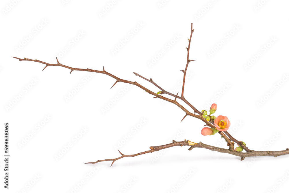 A branch of a apple kwee blossom also know as apple quince blossom on a white background A branch of a apple kwee blossom also know as apple quince blossom on a white background
