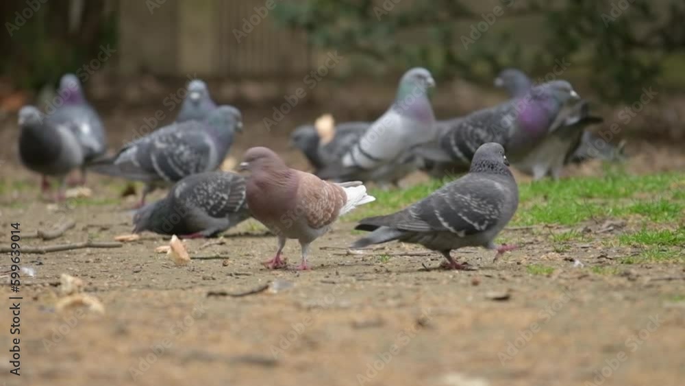 Flock of feral city pigeons in a park, eagerly feasting on breadcrumbs. These urban wildlife birds have adapted to life in the city. Flock of feral city pigeons in a park, eagerly feasting on breadcrumbs. These urban wildlife birds have adapted to life in the city.