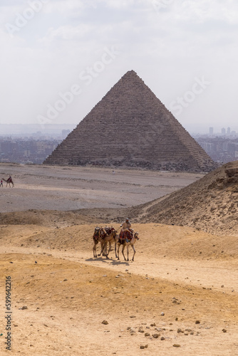 Transporte animal y pir  mides de Guiza en El Cairo  Egipto