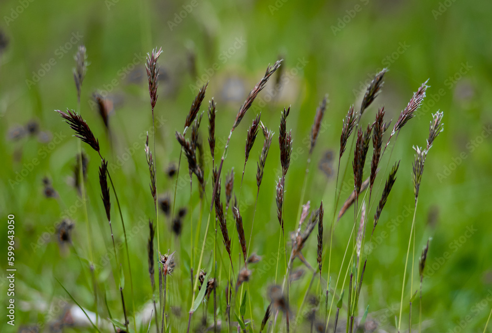 a close-up of a group of Calamagrostis purpurascens grass flowers with selective focus