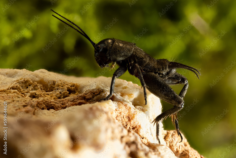Gryllus bimaculatus Gryllus bimaculatus