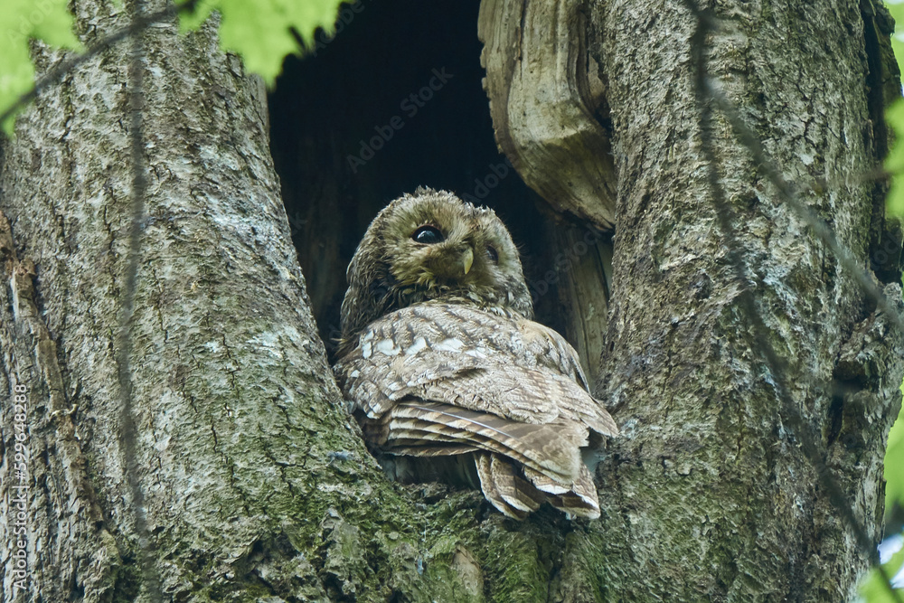 Tawny or Brown Owl (Strix aluco). The owl sits in a hollow, with its back to the observer and looks over its shoulder