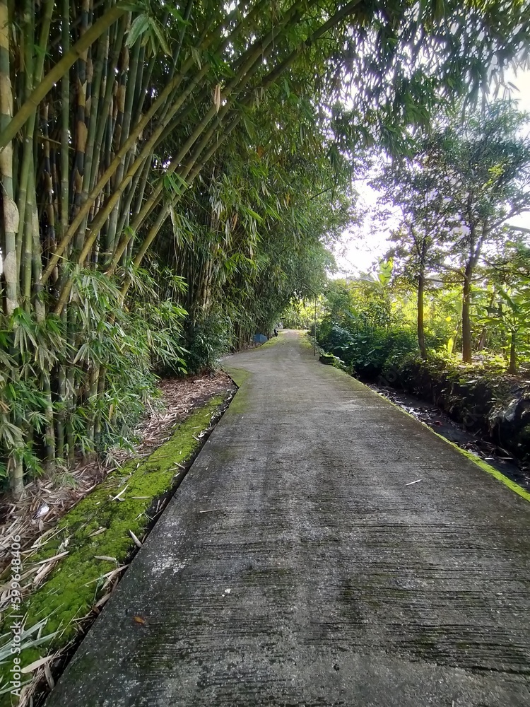 Bamboo Trees by the side of a Rural Road Bamboo Trees by the side of a Rural Road