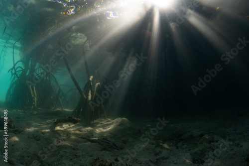 Sunlight filters underwater into the shadows of a dark mangrove forest growing in Raja Ampat, Indonesia. Mangroves are vital marine habitats that serve as nurseries and filter runoff from the land.