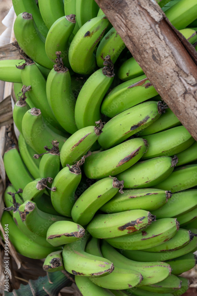Unripe bananas from a banana tree in Kenya, Africa Unripe bananas from a banana tree in Kenya, Africa