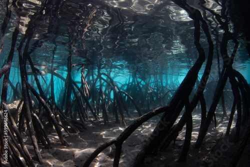 Light filters underwater into the shadows of a dark mangrove forest growing in Raja Ampat, Indonesia. Mangroves are vital marine habitats that serve as nurseries and filter runoff from the land. © ead72