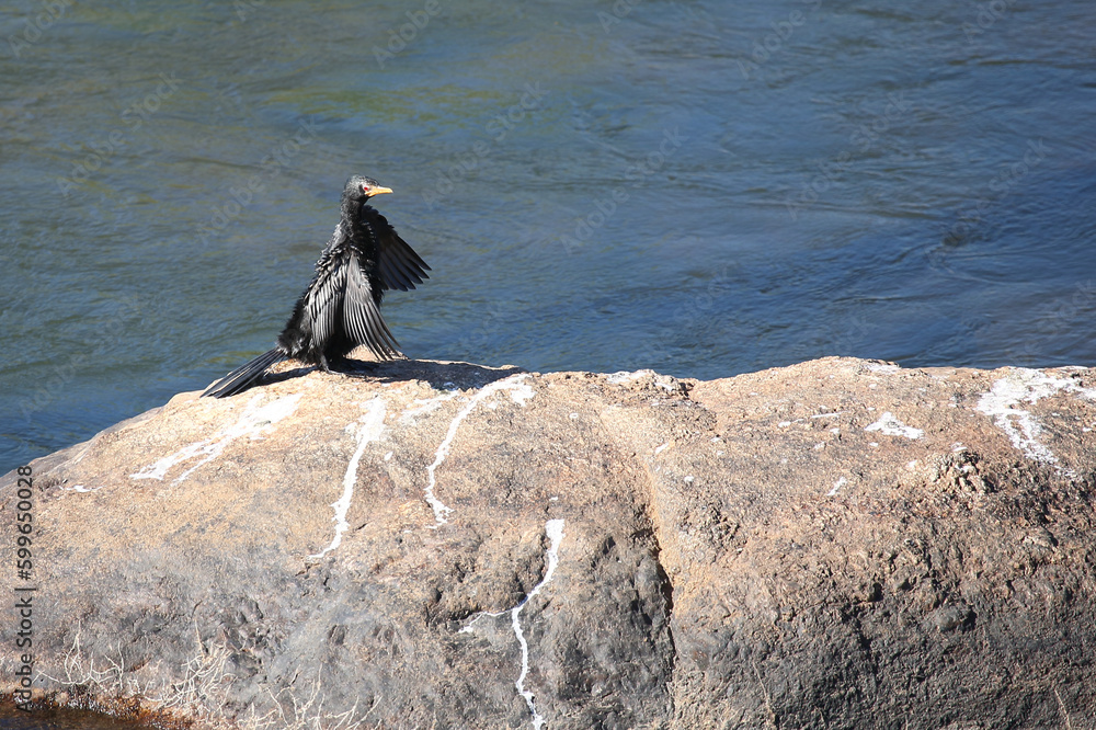 Obraz premium Riedscharbe / Reed cormorant / Phalacrocorax africanus