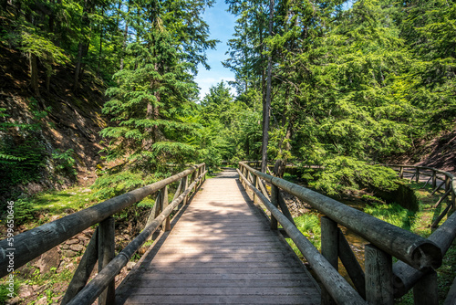A wooden foot bridge made of logs through the forest at Victoria Park in Truro  Nova Scotia. 