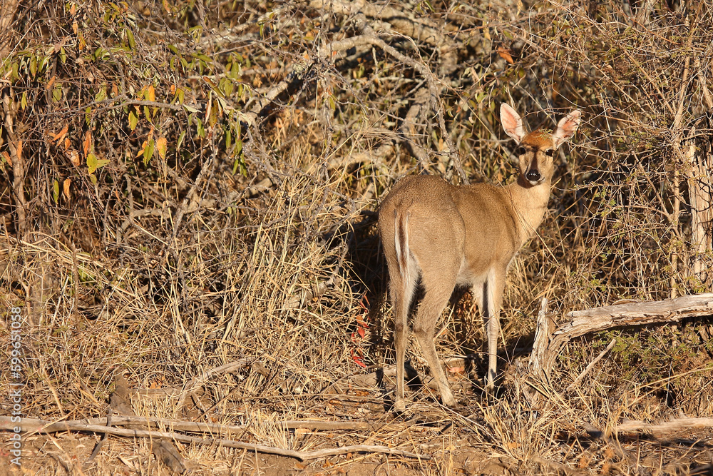 Obraz premium Kronenducker / Common duiker / Sylvicapra grimmia