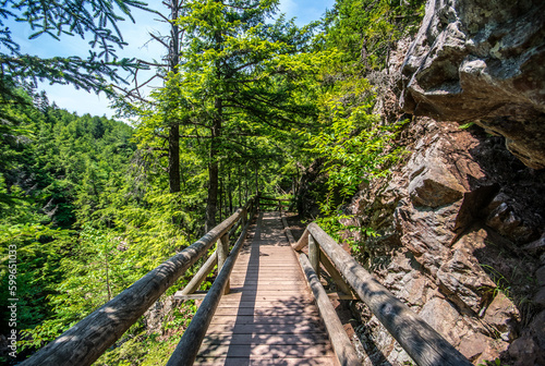 A wooden foot bridge made of logs through the forest at Victoria Park in Truro, Nova Scotia. 